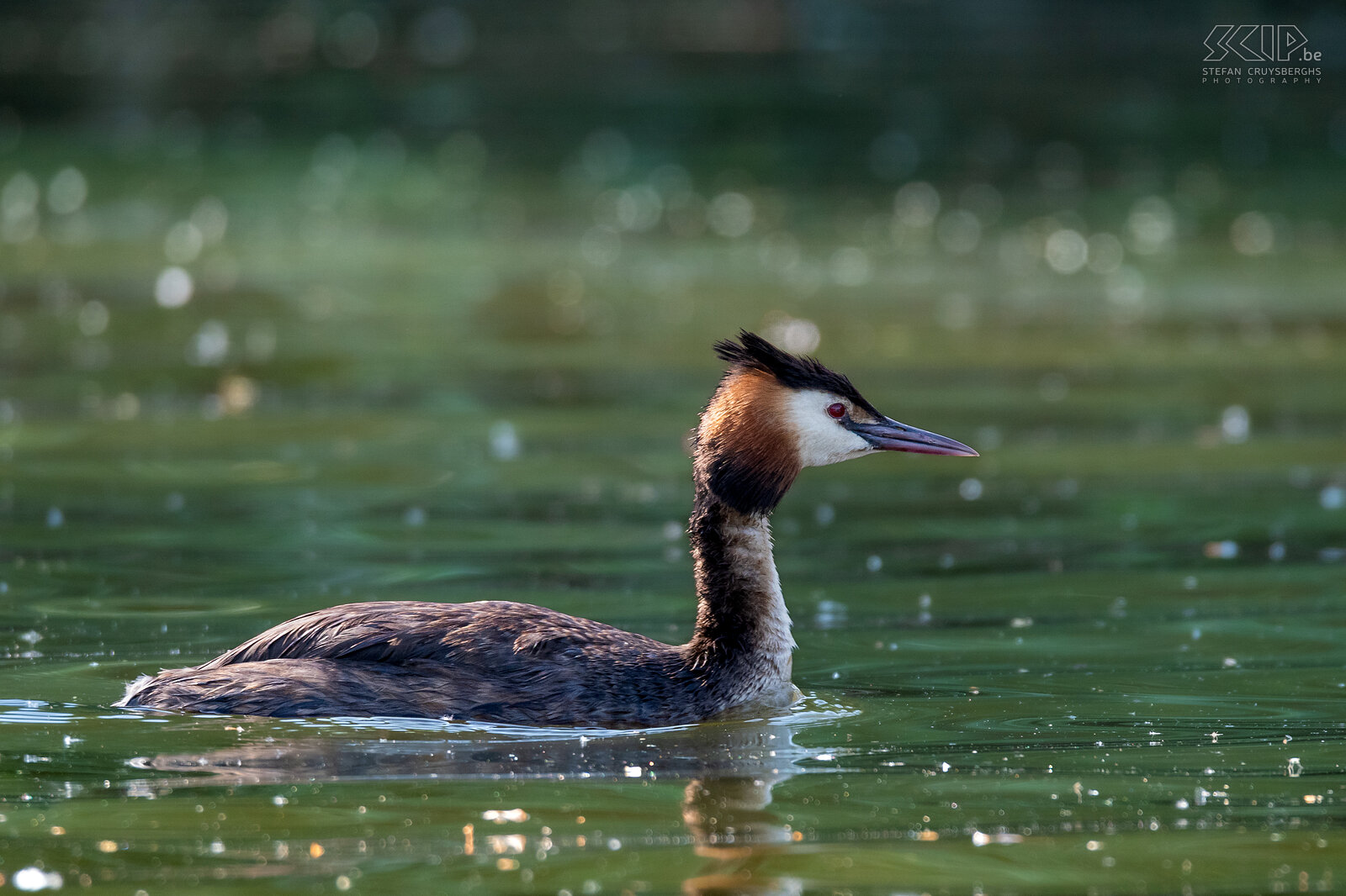 Water birds - Great crested grebe Great crested grebe / Podiceps cristatus Stefan Cruysberghs